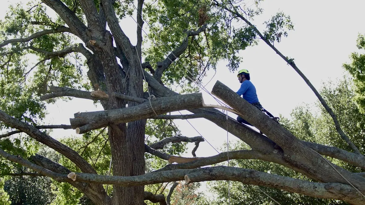 Professional Crown Thinning performed by certified arborists in Bon Secour