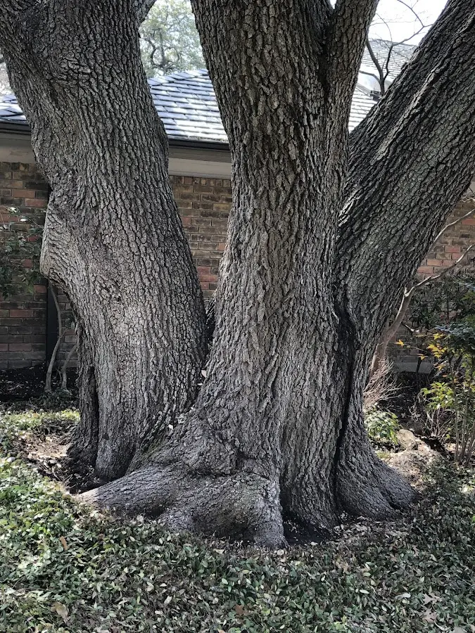 Mature heritage tree close to a Bon Secour property cared for by certified arborists